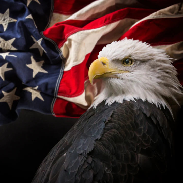 The Eagle: A Symbol of Strength, Freedom, and Patriotism
